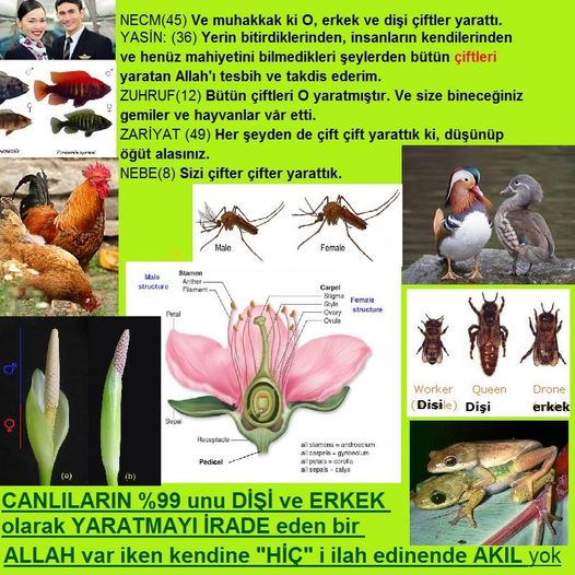 allahin-delilleri, allahin delilleri, allah delilleri, allahin varliginin delilleri